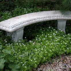 Sweet Woodruff -Green Haven Shop galium odoratum sweet woodruff 2