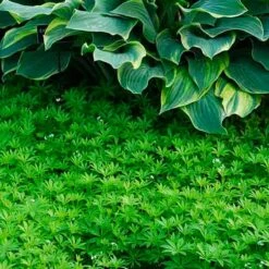 Sweet Woodruff -Green Haven Shop galium odoratum sweet woodruff 3