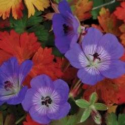 Rozanne® Cranesbill 9 Rozanne® Cranesbill -Green Haven Shop geranium rozanne cranesbill 2