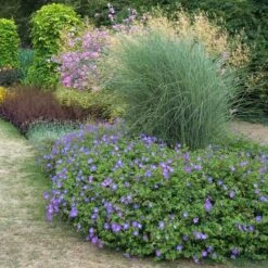 Rozanne® Cranesbill 10 Rozanne® Cranesbill -Green Haven Shop geranium rozanne cranesbill 3
