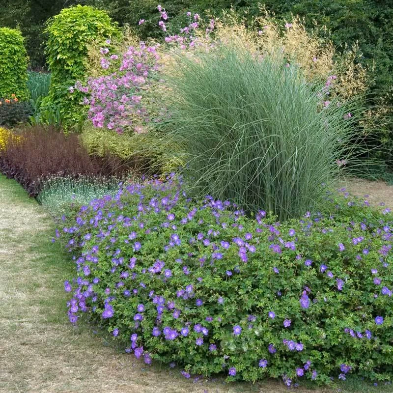 Rozanne® Cranesbill 6 Rozanne® Cranesbill - Image 4