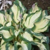 'Hans' Hosta -Green Haven Shop hans hosta 1
