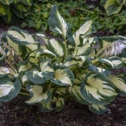 'Hans' Hosta -Green Haven Shop hans hosta 3