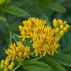 'Hello Yellow' Milkweed -Green Haven Shop hello yellow milkweed 2