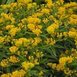 'Hello Yellow' Milkweed -Green Haven Shop hello yellow milkweed 3