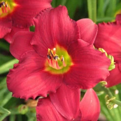 'Pardon Me' Daylily -Green Haven Shop hemerocallis pardon me daylily 1