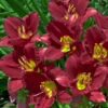 'Ruby Stella' Daylily -Green Haven Shop hemerocallis ruby stella 1