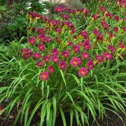 'Ruby Stella' Daylily -Green Haven Shop hemerocallis ruby stella 3