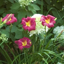 'Ruby Stella' Daylily -Green Haven Shop hemerocallis ruby stella 4