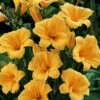 'Stella D'Oro' Daylily 1 'Stella D'Oro' Daylily -Green Haven Shop hemerocallis stella doro daylily 1