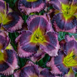 Rainbow Rhythm® 'Storm Shelter' Daylily -Green Haven Shop hemerocallis storm shelter 2