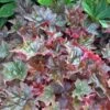 'Palace Purple' Coral Bells -Green Haven Shop heuchera palace purple 1 sw