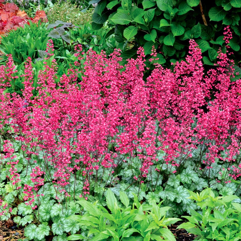 'Paris' Coral Bells 3 'Paris' Coral Bells