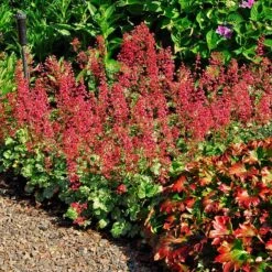 'Paris' Coral Bells 10 'Paris' Coral Bells -Green Haven Shop heuchera paris coral bells 3