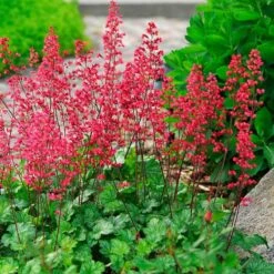 'Paris' Coral Bells 11 'Paris' Coral Bells -Green Haven Shop heuchera paris coral bells 4