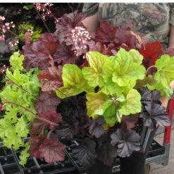 'Paris' Coral Bells 12 'Paris' Coral Bells -Green Haven Shop heuchera paris coral bells 5