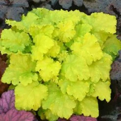'Twist Of Lime' Coral Bells -Green Haven Shop heuchera twist of lime 3