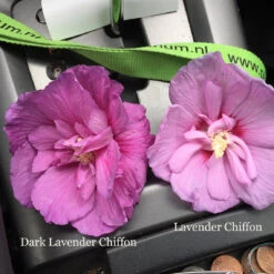 Dark Lavender Chiffon® Rose Of Sharon -Green Haven Shop hibiscus dark lavender chiffon 1