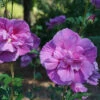 Dark Lavender Chiffon® Rose Of Sharon