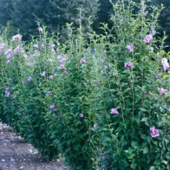 Purple Pillar® Rose Of Sharon -Green Haven Shop hibiscus purple pillar 3