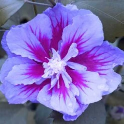 Purple Pillar® Rose Of Sharon -Green Haven Shop hibiscus purple pillar 4
