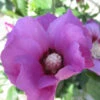 Purple Satin® Rose Of Sharon -Green Haven Shop hibiscus purple satin 1