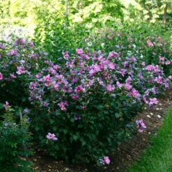 Purple Satin® Rose Of Sharon -Green Haven Shop hibiscus purple satin 2