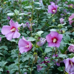 Purple Satin® Rose Of Sharon -Green Haven Shop hibiscus purple satin 3