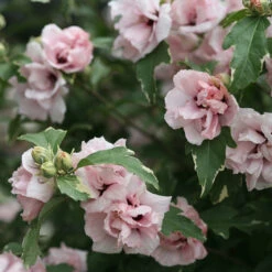 Sugar Tip® Rose Of Sharon -Green Haven Shop hibiscus sugar tip 3
