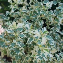 Sugar Tip® Rose Of Sharon -Green Haven Shop hibiscus sugar tip 4