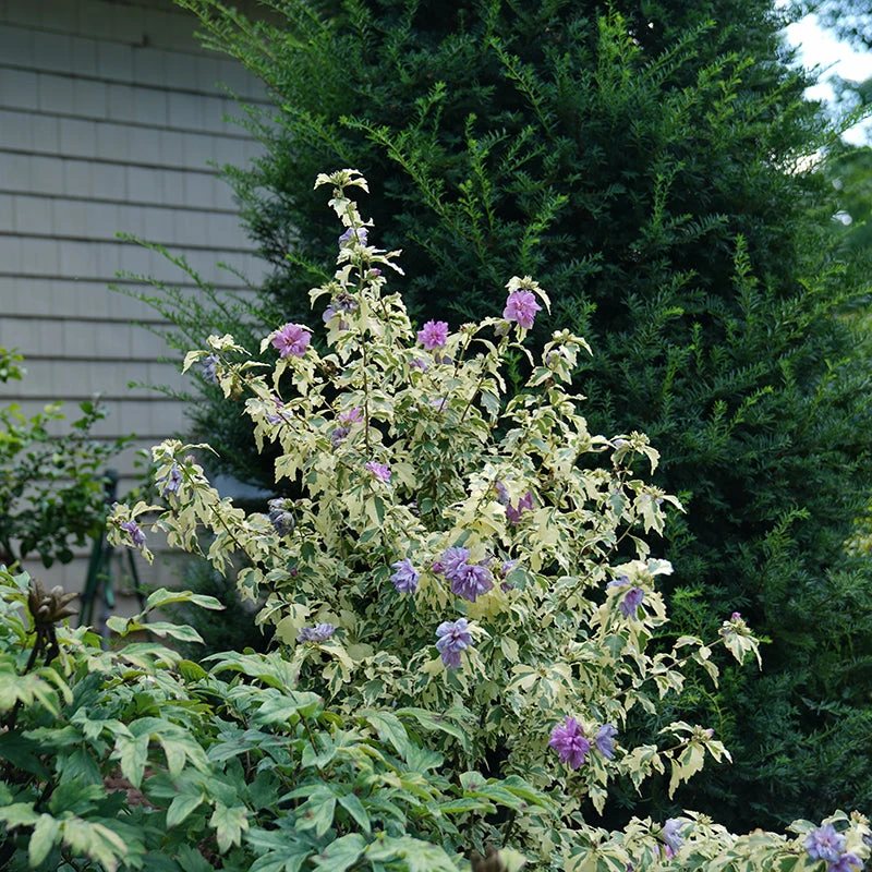 Sugar Tip® Gold Rose Of Sharon 3 Sugar Tip® Gold Rose Of Sharon