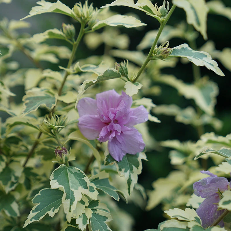 Sugar Tip® Gold Rose Of Sharon 4 Sugar Tip® Gold Rose Of Sharon - Image 2
