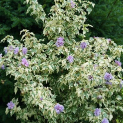 Sugar Tip® Gold Rose Of Sharon 8 Sugar Tip® Gold Rose Of Sharon -Green Haven Shop hibiscus sugar tip gold 3