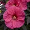 Summerific® 'Evening Rose' Perennial Hibiscus -Green Haven Shop hibiscus summerific evening rose 1 sw
