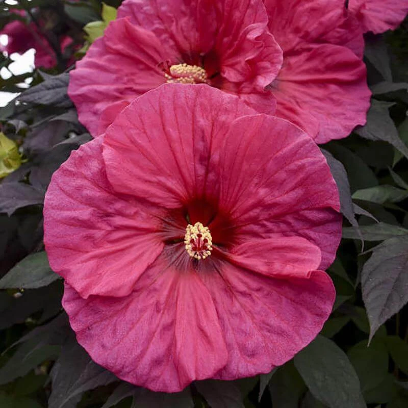 Summerific® 'Evening Rose' Perennial Hibiscus 3 Summerific® 'Evening Rose' Perennial Hibiscus