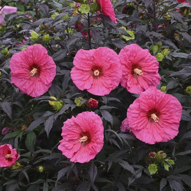 Summerific® 'Evening Rose' Perennial Hibiscus 5 Summerific® 'Evening Rose' Perennial Hibiscus - Image 3