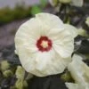 Summerific® 'French Vanilla' Perennial Hibiscus 2 Summerific® 'French Vanilla' Perennial Hibiscus -Green Haven Shop hibiscus summerific french vanilla 1 sw