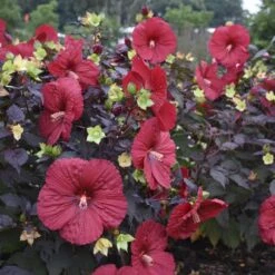 Summerific® 'Holy Grail' Perennial Hibiscus -Green Haven Shop hibiscus summerific holy grail 2 sw