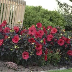Summerific® 'Holy Grail' Perennial Hibiscus -Green Haven Shop hibiscus summerific holy grail 4 sw