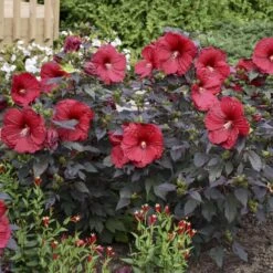 Summerific® 'Holy Grail' Perennial Hibiscus -Green Haven Shop hibiscus summerific holy grail 5 sw