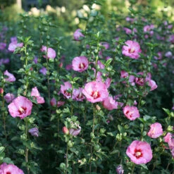 Ruffled Satin® Rose Of Sharon -Green Haven Shop hibsicus ruffled satin 3