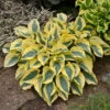 Shadowland® 'Autumn Frost' Hosta -Green Haven Shop hosta autumn frost 1