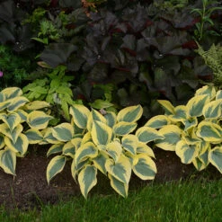 Shadowland® 'Autumn Frost' Hosta 9 Shadowland® 'Autumn Frost' Hosta -Green Haven Shop hosta autumn frost 3