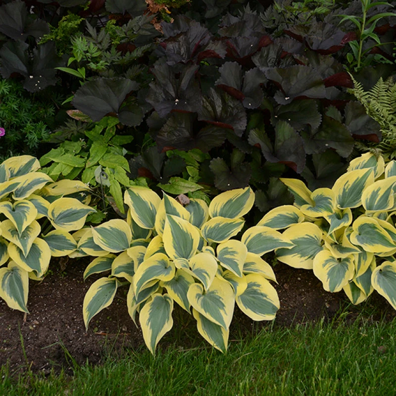 Shadowland® 'Autumn Frost' Hosta 5 Shadowland® 'Autumn Frost' Hosta - Image 3