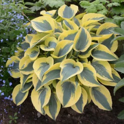 Shadowland® 'Autumn Frost' Hosta 10 Shadowland® 'Autumn Frost' Hosta -Green Haven Shop hosta autumn frost 4