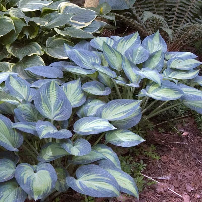 'June' Hosta 5 'June' Hosta - Image 3