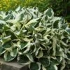 'Patriot' Hosta -Green Haven Shop hosta patriot 1