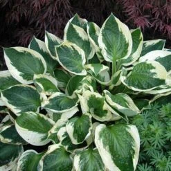 'Patriot' Hosta 11 'Patriot' Hosta -Green Haven Shop hosta patriot 3