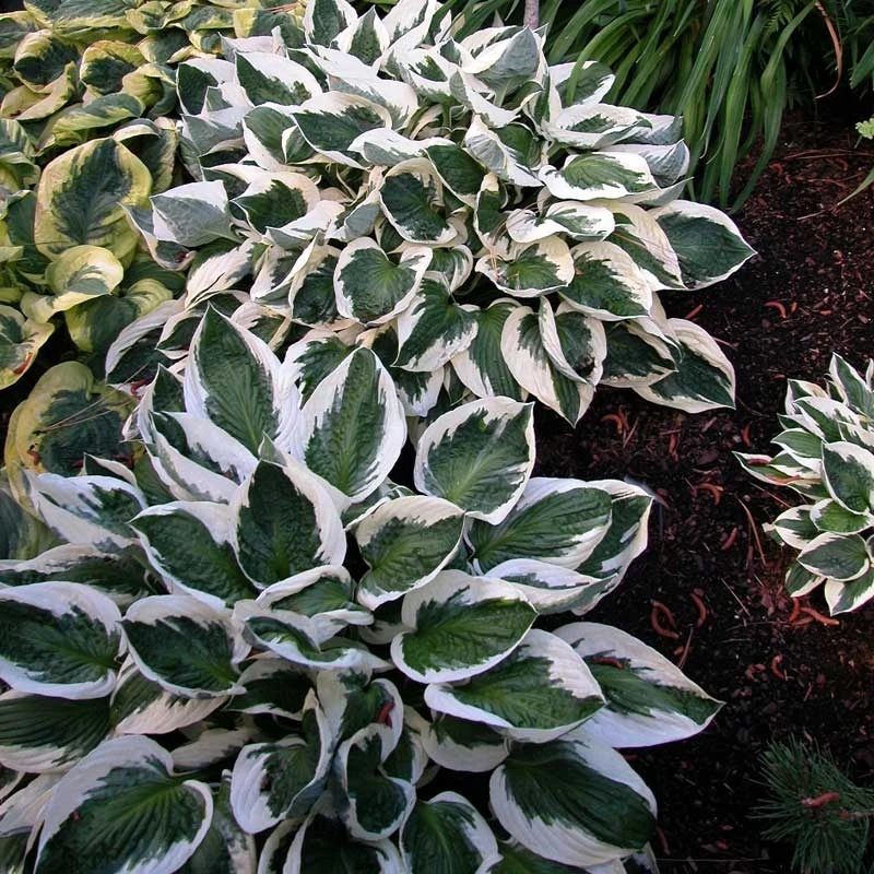 'Patriot' Hosta 8 'Patriot' Hosta - Image 6