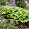 'Royal Standard' Hosta -Green Haven Shop hosta royal standard 1